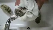 家有爱宠：刺猬洗澡记