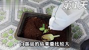 第一人称沉浸式种白蛋茄，72天实现白蛋茄自由，种植过程超解压