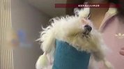 女子花3万5买“超小体”比熊，后续花20万治疗“脑积水”，卖家：我不知情