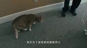猫和刺猬“打架”，一巴掌拍了过去，结果猫咪的反应让人哭笑不得