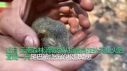 用最粗糙的手做最细腻的事！消防员扑灭山火后收养受伤松鼠幼崽