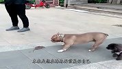 恶霸犬带着小妹出门，却被一只老鼠挑衅，接下来的事让人忍俊不禁