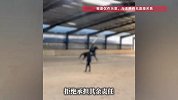 实习驯马师被马踢破肝肾，双肺挫伤！俱乐部、学校集体甩锅