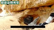 鳄鱼闯入狗洞，和母狗发生激烈冲突，结局让人意想不到