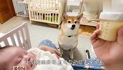自从女主人生了宝宝，柴犬就成了这样，场面萌翻了