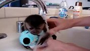 超萌猴子洗澡