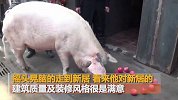 12岁猪坚强搬进50平独栋别墅养老 独享2台空调