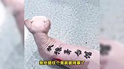 男子给猫纹身称不该被网暴：做绝育就不会被网暴，纹身同理