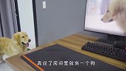 金毛听到电脑传出狗叫声，下意识的反应笑翻了，看一次笑一次