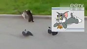 血腥恐怖追逃现场 黑猫助两喜鹊火拼花猫