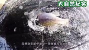 老外发现一条被冻住的鱼，将冰层锯开后，下一秒惊喜来了
