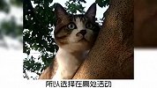 宠物冷知识：猫咪为什么喜欢居高临下？