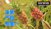菠萝产自哪里？