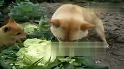 狗狗清脆啃食大白菜 声音超有食欲啊