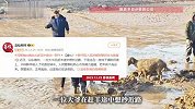 赶羊大爷抄近路，不料群羊困陷河道泥淖中，警民合力救援