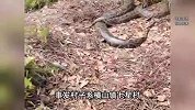 广东一村子惊现两条大蟒蛇，盘踞废弃房屋产多枚大蛇蛋，当地回应