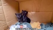 原以为猫妈妈抛弃了小奶猫，当看到小家伙的样子时，小哥心痛不已
