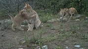 罕见画面：1只雌性荒漠猫成功抚育4只幼崽
