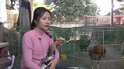 斗鸡女孩因长相甜美颜值高意外走红 网友称其为“斗鸡天使”