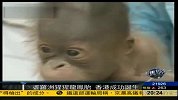 香港成功繁殖一对波罗州猩猩龙凤胎
