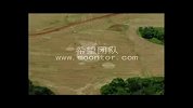 麦田怪圈-2011年巴西麦圈