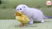 小猫咪一下把小鸭子拍倒，身为好朋友的它们，小鸭子立马不理它了
