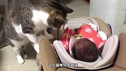 猫咪一回家发现多了个小主人，好奇心驱使下，猫咪过去闻了又闻