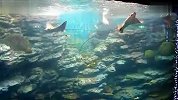 游釜山：水族馆鳐鱼