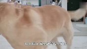 狗狗散步回来，发现家里有只老虎，搞笑的一幕发生了