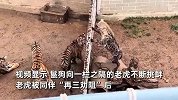 鬣狗隔墙“挑衅”未成年老虎，老虎翻栏“暴揍同事”！动物园回应