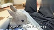 天气太冷，兔子钻进主人衣服取暖，网友：放着让我来！
