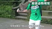 男子假扮猩猩，本想吓唬猴子，却被猴子一顿猛揍