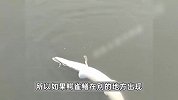 上海一男子水中钓到鳄雀鳝，拍摄者：钓鱼基地专门圈养，不允许放生