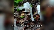 云南哀牢山发现7株“冥界之花”水晶兰！人一碰就枯萎，无法移植