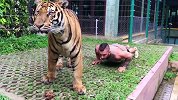 真勇士！俯卧撑+卷腹 男子在老虎旁边健身竟毫无惧色