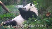 熊猫团子又不肯回家了，奶爸急得要哭，看完笑翻了