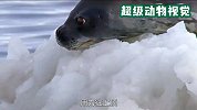 1只海豹面对10头虎鲸，海豹能否保住性命？镜头记录全过程