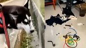 二哈当警犬拆特警队 训练员被折磨的训一个跑一个