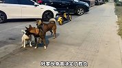 不同小狗打架名场面，笑不活了