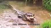 尼罗鳄的“咬合力”有恐怖？乌龟上去挑衅，结果直接“碎成渣”！