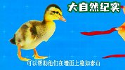 只有小鸭子才有的“超级能力”，长大后却消失了，这是为什么？