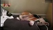 [搞笑]18秒最可爱那狗申诉那猫狠狠的盯了一眼然后就一拳