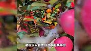 随意切换！女子花380元买苹果树，没想到苹果可拆卸