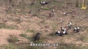 这只狒狒太讨打！当着大鹅面偷鹅蛋，还抢人家幼崽聚众打架