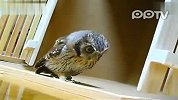 小猫头鹰训练捕食萌翻