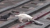 猫咪正在吃鱼，乌鸦却悄悄绕到其身后，下一秒我忍不住笑了！