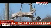 热点播报-20120229-为防狂犬病保加 利亚居民高空旋转狗