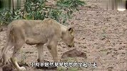 小羚羊出生不久就被捕，狮子却欣赏起来，原来是等自己小崽子