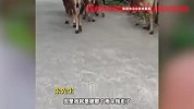 广西小伙牵牛回家被拖拽倒地致骨折，当事人：医生边笑边检查