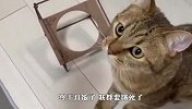 铲屎官只给两粒猫粮，喵星人差点气疯，下一秒笑翻了
